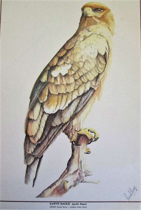 Watercolour Prints Of Zimbabwean Birds - Russell Berry, Signed - Print Size 29,5cm/21cm