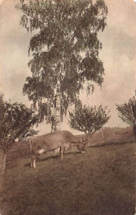 Austria, postcard