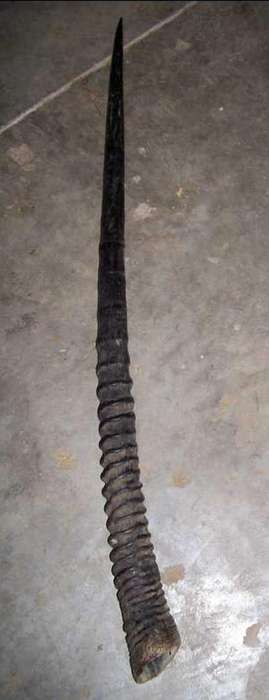 Narural gemsbok horn