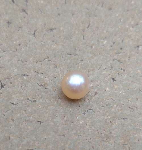 Pearl Oyster