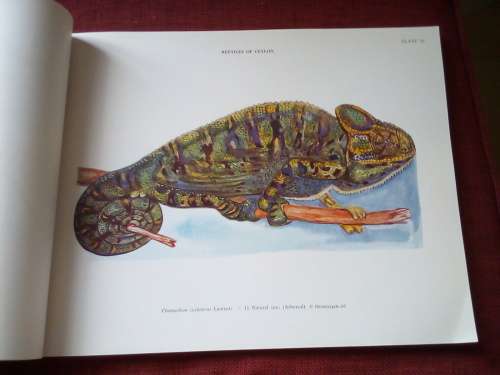 A Colored Atlas of Some Vertebrates from Ceylon, Vol II: Terrapod Reptilia. 1953. S/C.