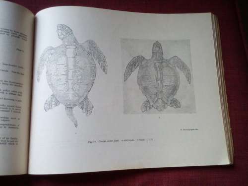 A Colored Atlas of Some Vertebrates from Ceylon, Vol II: Terrapod Reptilia. 1953. S/C.
