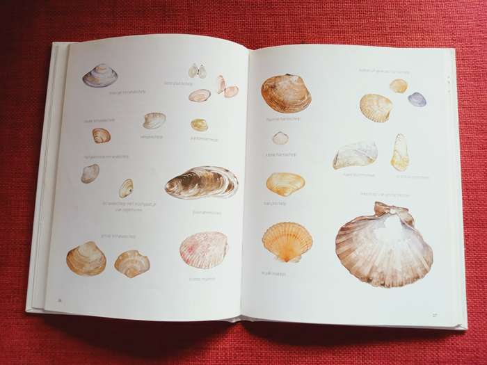 De Kleine Strandgids door Willem Iven & Annie Meussen. Nederlands. 1996. H/B. 80 pp.