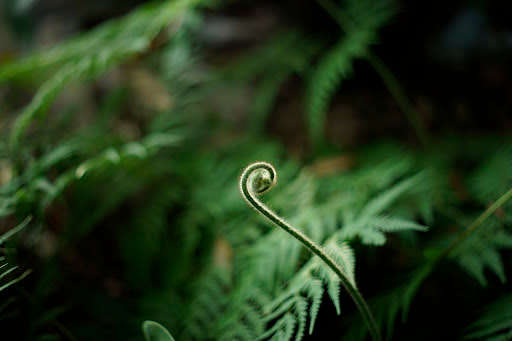 Yashica DSB 50mm f1.9 C/Y mount