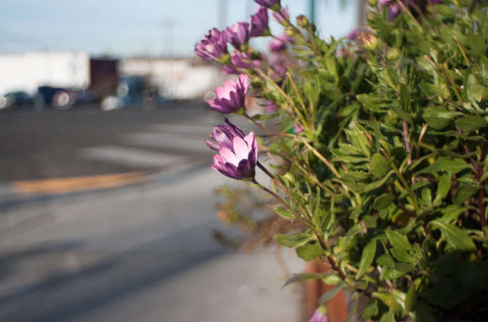 W-KOMURA 28mm f3.5 m42