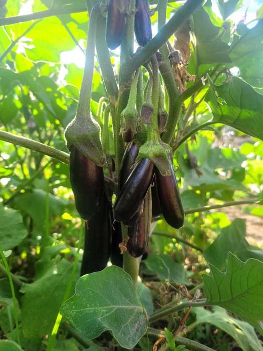 ORGANIC FRESH EGG PLANT ORIENTAL FINGERLINGS (price per kg)