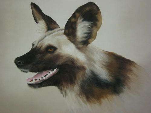 ENDANGERED WILD DOG  BY SALLY DELL