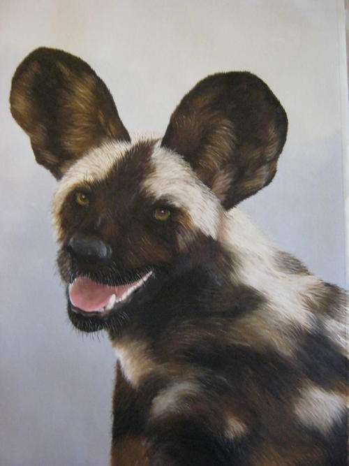 AFRICAN WILD DOG  BY SALLY DELL