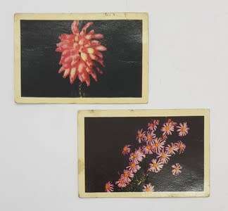 Pair of Kirstenbosch cigarette cards - as per photo