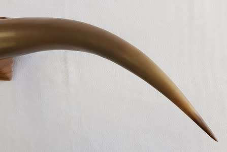 Large Bullhorn vase/ornament - enquire about postage - as per photo