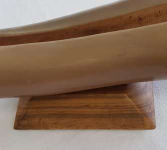 Large Bullhorn vase/ornament - enquire about postage - as per photo