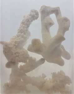 Glass vase with coral reef pieces - as per photo