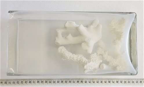 Glass vase with coral reef pieces - as per photo