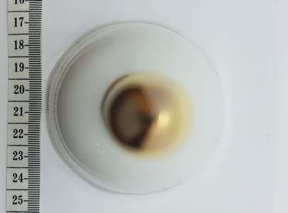 Goodlife Fine China - Eastgate House 1805 bell - as per photo