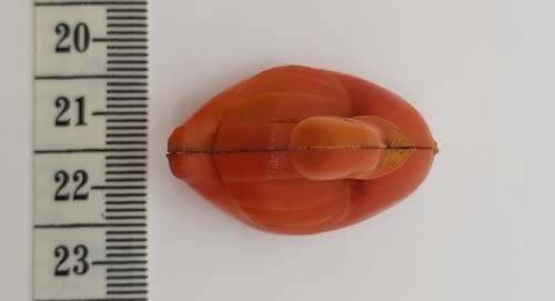 1960`s Plastic duck as per photo