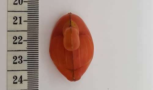 1960`s Plastic duck as per photo