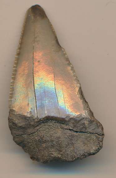 Fossilised shark tooth as per scan