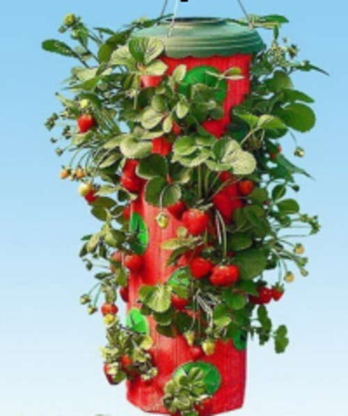 Strawberry Planter