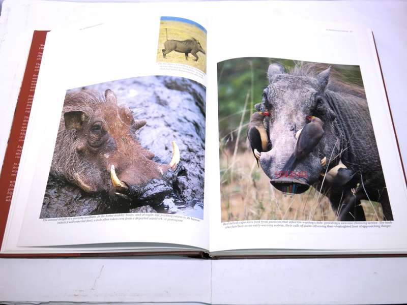Southern Africa: Spectacular World of Wildlife by Reader`s Digest