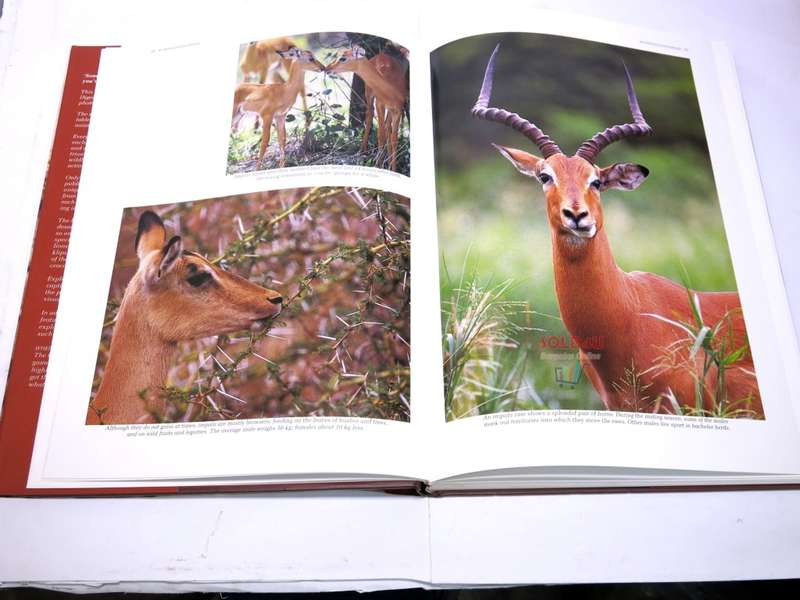 Southern Africa: Spectacular World of Wildlife by Reader`s Digest