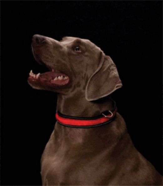 LED DOG COLLAR WITH 3 SETTINGS!!