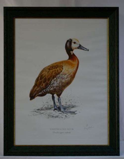 PENNY MEAKIN WHITE FACED DUCK L/E SIGNED PRINT -  from SUEZYT