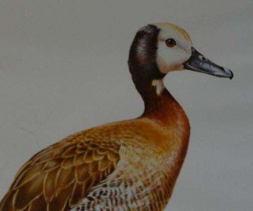 PENNY MEAKIN WHITE FACED DUCK L/E SIGNED PRINT -  from SUEZYT