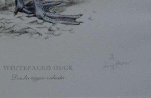 PENNY MEAKIN WHITE FACED DUCK L/E SIGNED PRINT -  from SUEZYT
