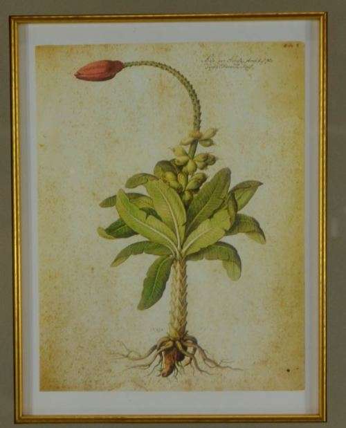 BOTANICAL FRAMED PRINT  - NUJA - from SUEZYT