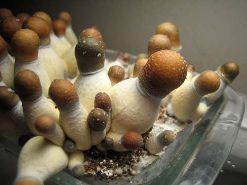 Psilocybe cubensis : Penis Envy Uncut Spore Syringe Microscopy Kit