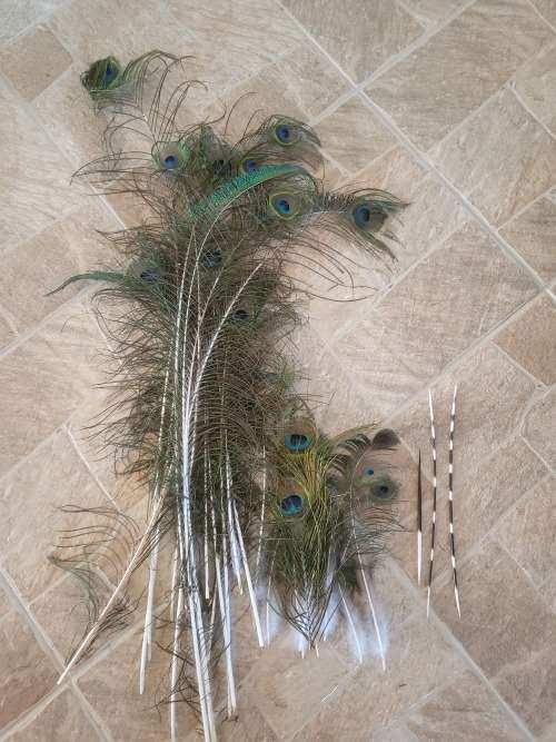 Peacock Feathers and & Porcupine Pens