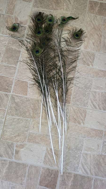 Peacock Feathers (10)