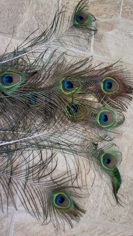 Peacock Feathers (10)