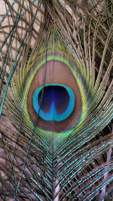 Peacock Feathers (10)