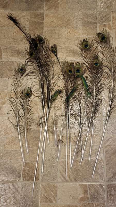 Peacock Feathers! (15)