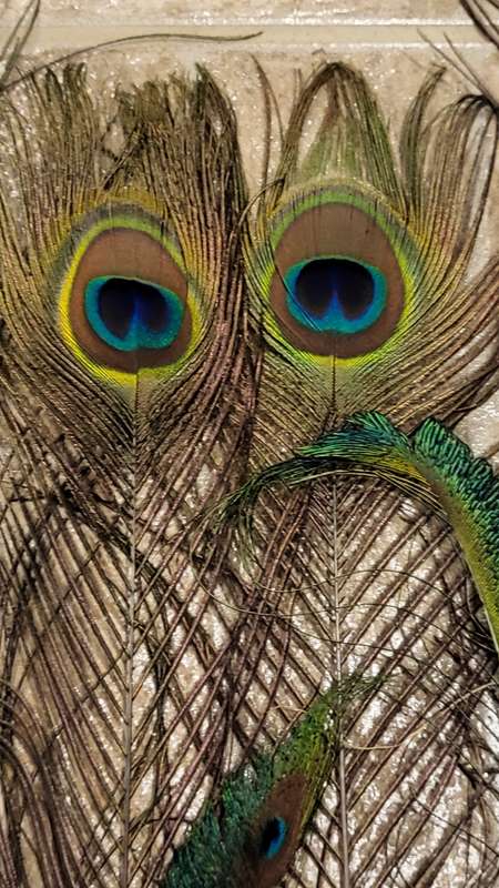 Peacock Feathers! (15)