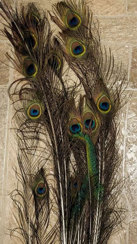 Peacock Feathers! (15)