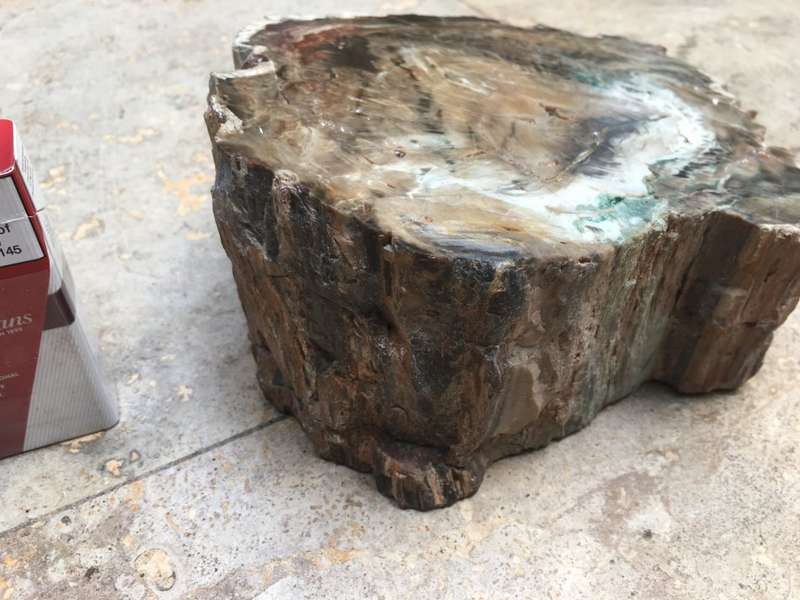 petrified wood stump