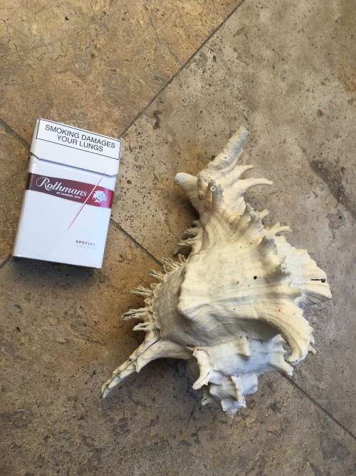 large CHICOREUS RAMOSUS sea shell Murex