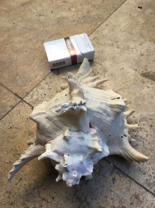 large CHICOREUS RAMOSUS sea shell Murex