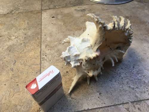 large CHICOREUS RAMOSUS sea shell Murex