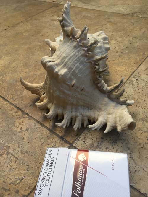 large CHICOREUS RAMOSUS sea shell Murex