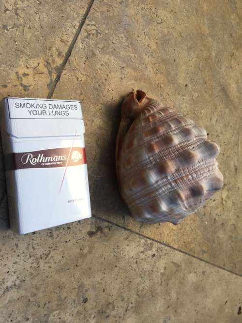 sea shell CASSIS CYPRAECASSIS RUFA medium size
