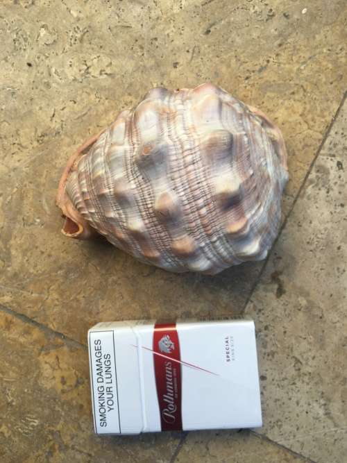 sea shell CASSIS CYPRAECASSIS RUFA medium size