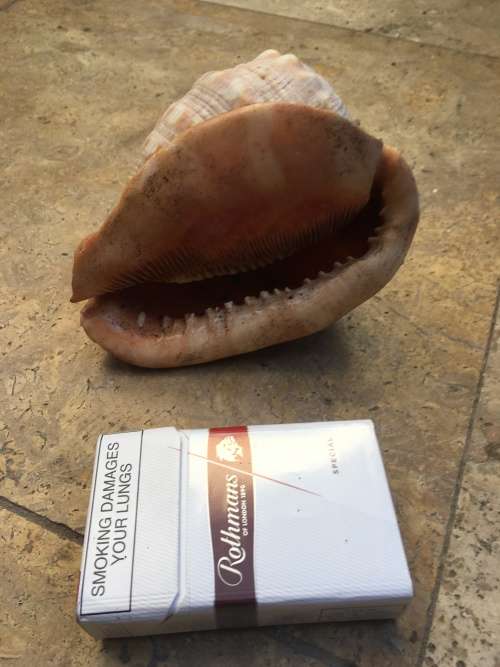 sea shell CASSIS CYPRAECASSIS RUFA medium size