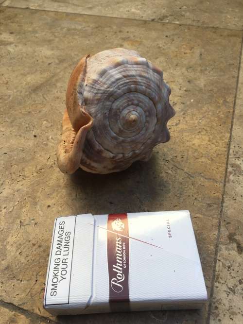 sea shell CASSIS CYPRAECASSIS RUFA medium size