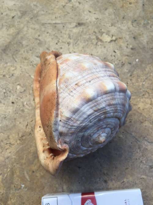 sea shell CASSIS CYPRAECASSIS RUFA medium size