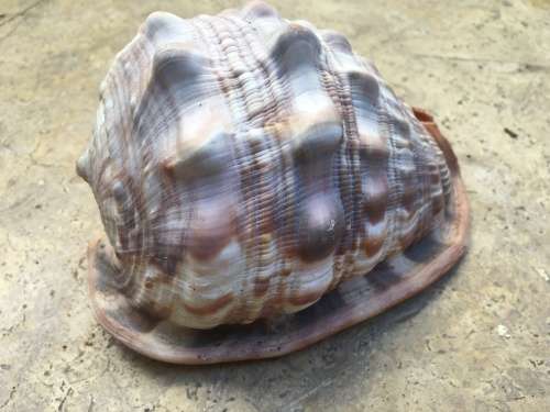 sea shell CASSIS CYPRAECASSIS RUFA medium size
