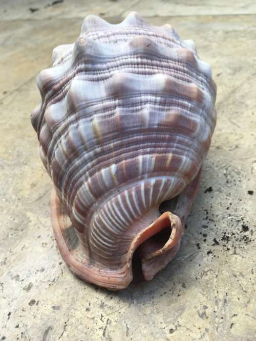 sea shell CASSIS CYPRAECASSIS RUFA medium size