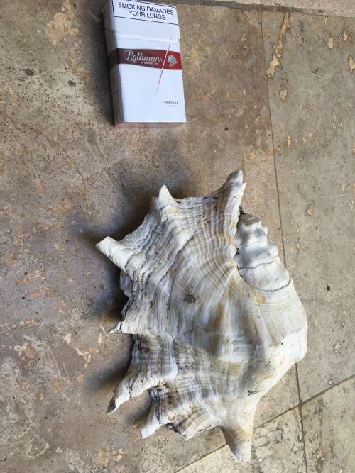 large spider conch sea shell